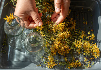 Herbalist sorts soothing St. John's wort by hand