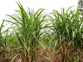 Sugarcane on transparent background with clipping path, suitable for print and web pages.