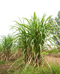 Sugarcane on transparent background with clipping path, suitable for print and web pages.