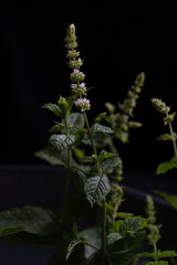 Beautiful, fresh, green mint plants with delicate, blooming purple flowers