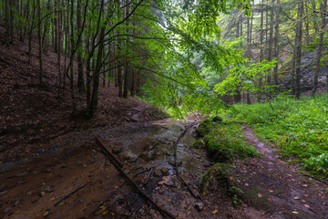 Valea Boiului river forest