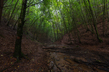 Valea Boiului river forest