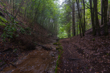 Valea Boiului river forest