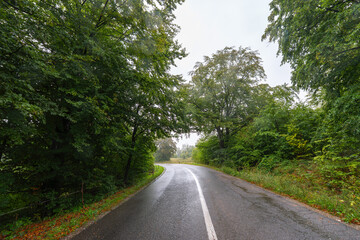 Wet forest road curve