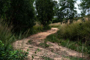 Rural Dirt Path in Italva, Rio de Janeiro State, Brazil