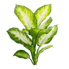 Green and white patterned plant © fourth