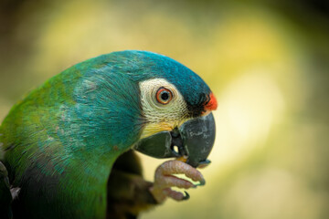 Close-Up Side View of a Colorful Maracanã-Verdadeiro (Primolius maracana) in Brazil