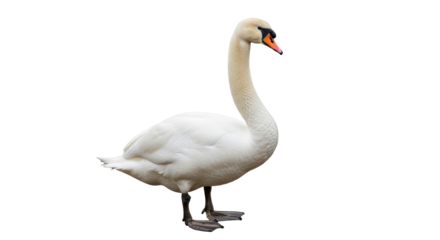 Isolated Mute Swan with Orange Beak Standing, a Large Aquatic Bird with Pure White Feathers