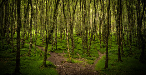 Obraz premium Moss-Covered Forest Path in Glendalough, Ireland
