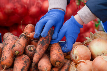 Seller’s hands in blue gloves sort muddy carrots beside golden onions at a farmers market stall;...