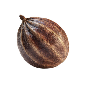 Single Dried Black Limonia Acidissima Fruit Isolated on White Background