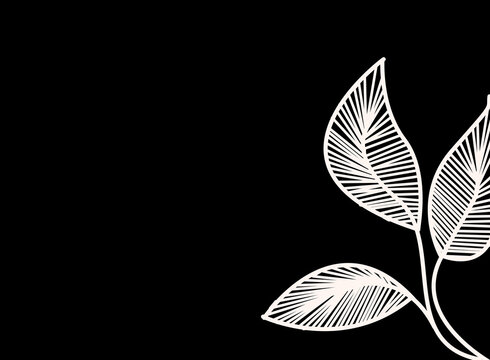 Minimalist botanical illustration with white lined leaves on a black background, floral line art modern abstract leaves