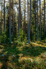 Obraz premium Magical fairytale pine tree forest in autumn forest therapy and stress relief