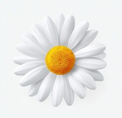 White daisy, top-down view, vivid yellow center