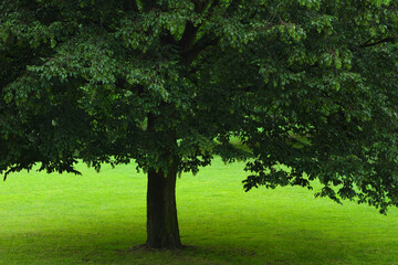 A tree on a green lawn in a city park.