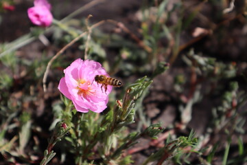 A bee flies near a pink purslane flower bud.