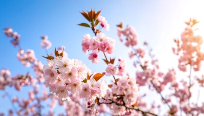Spring blossoms in a vibrant sky