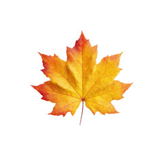 Obraz premium Vibrant Autumn Maple Leaf on Black Background