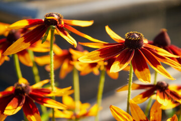 Dzielżan, Helenium L., kwiat © Marcin Łazarczyk