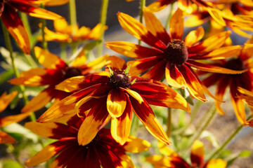 Dzielżan, Helenium L., kwiat © Marcin Łazarczyk
