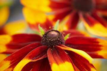 Dzielżan, Helenium L., kwiat