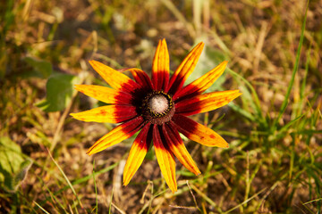 Dzielżan, Helenium L., kwiat