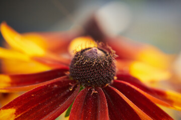 Dzielżan, Helenium L., kwiat