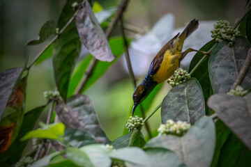 a male Olive-backed Sunbird perching on branch © Riadi