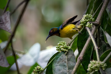 a male Olive-backed Sunbird perching on branch