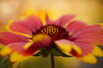 Dzielżan, Helenium L., kwiat
