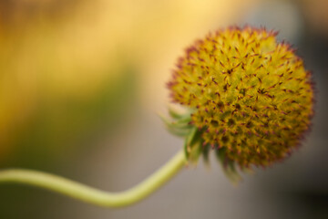 Dzielżan, Helenium L., kwiat
