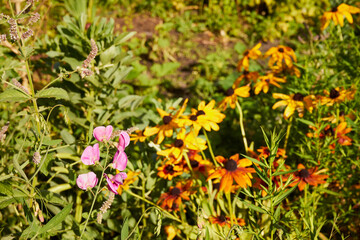 Dzielżan, Helenium L., kwiaty