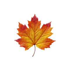 Fototapeta premium Vibrant Autumn Maple Leaf Isolated on Black Background