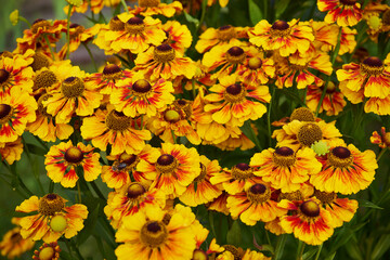 Dzielżan, Helenium L., kwiaty