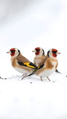 Three finches in snow