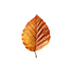 Fototapeta premium Single Dried Autumn Leaf on Black Background - Detailed Macro Photography