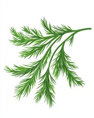 Fototapeta premium Vibrant green dill sprig showcasing its delicate, feathery texture against a white background.