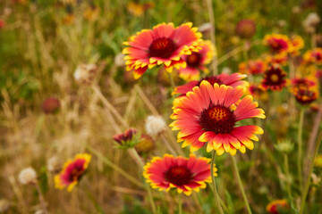 Dzielżan, Helenium L., kwiat