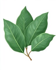 Obraz premium Vibrant green leaves showcasing intricate veins and a glossy finish, perfect for natural design elements.