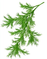 Fototapeta premium Vibrant green dill herb sprig with delicate, feathery leaves against a clean white background.