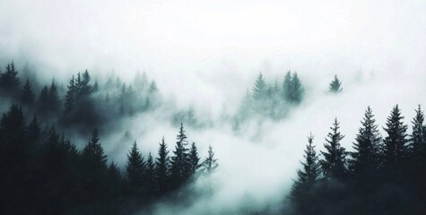 Enigmatic Forest Scene Captured in Soft Fog