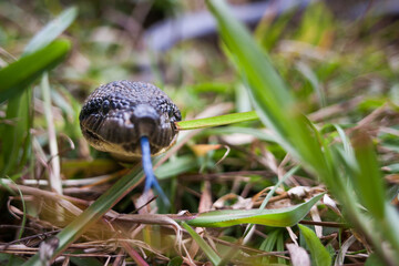Close-up of a Madagascar tree boa (Sanzinia madagascariensis) with forked tongue out, crawling through the grass.