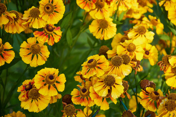 Dzielżan, Helenium L., kwiaty
