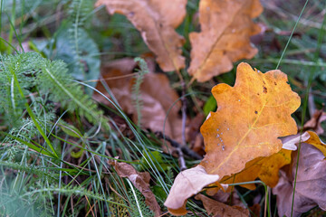 autumn oak leaf on grass, yellow fall foliage background, natural forest texture