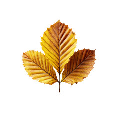 Trio of Golden Autumn Leaves on Black Background