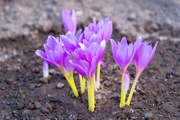 autumn crocus colchicum purple flower blooming in soil, meadow saffron cluster