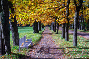 Oak alley in Catherine park in autumn, Pushkin, Saint Petersburg, Russia