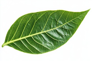 Fresh Bay Leaf