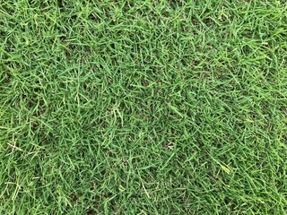 Vibrant green grass with a natural texture and fresh growth, perfect for a spring or summer background