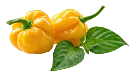 Yellow Hot Peppers: Capturing the vibrant allure of ripe yellow hot peppers, perfectly ripe and ready to add a fiery kick to any culinary creation.